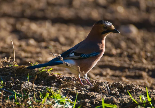 Ortak jay, jay - garrulus glandarius — Stok fotoğraf