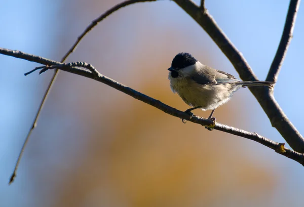 Siyah, siyah-meme, sıradan siyah, siyah yüz tit - poecile montanus — Stok fotoğraf