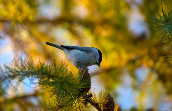 Blackface vanliga, svart-tit, blackface, blackface tit - poecile montanus — Stockfoto