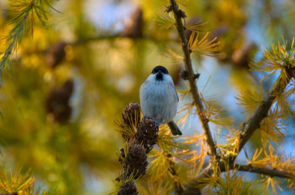 Απλοί, μαύρο-tit, blackface blackface, blackface tit - poecile montanus — Φωτογραφία Αρχείου