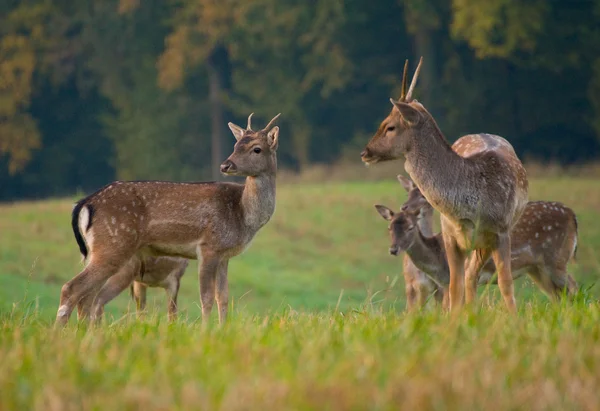 Dovhjort - dama dama — Stockfoto