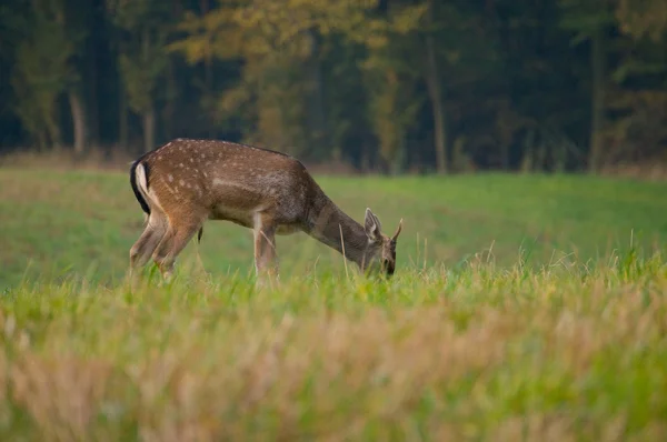 Dovhjort - dama dama — Stockfoto