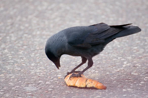 Jackdaw - Coloeus monedula — Stock Photo, Image