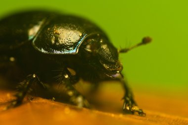 böcek, böcek hödük, beetle orman - geotrupes stercorarius gübre
