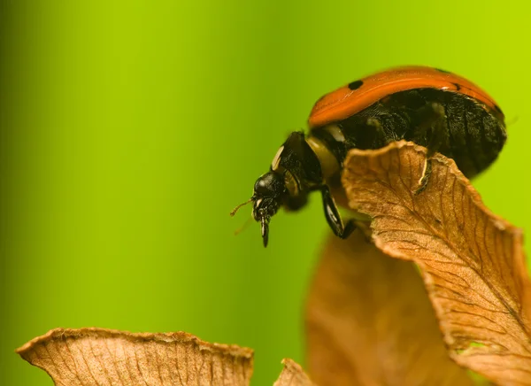 Seven-ladybird - Coccinella septempunctata — Fotografie, imagine de stoc