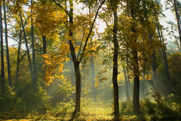 Podzimní les — Stock fotografie