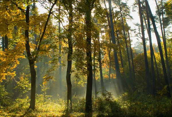 Herfstbos — Stockfoto