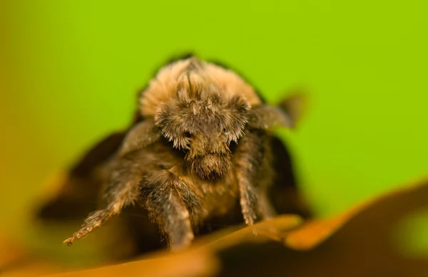 Pocilocampa populi — Fotografia de Stock