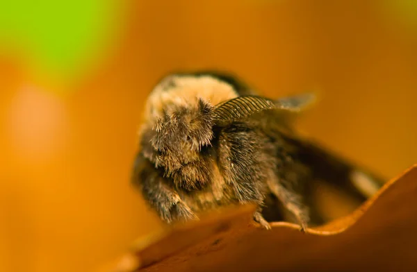 Pocilocampa populi — Fotografia de Stock