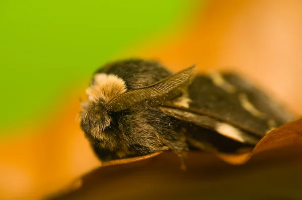 Pocilocampa populi — Fotografia de Stock