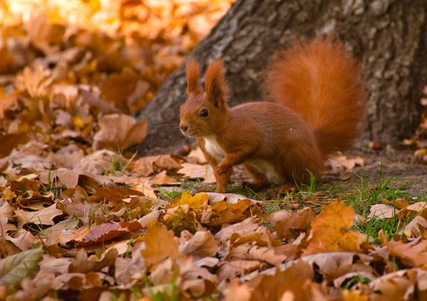 Scoiattolo rosso - Sciurus vulgaris — Foto Stock