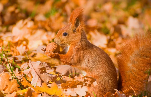 Красная белка - Sciurus vulgaris — стоковое фото