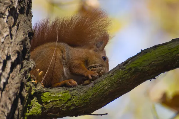 Red squirrel - Sciurus vulgaris — Stock Photo, Image