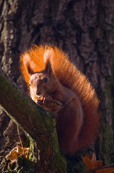 Scoiattolo rosso - Sciurus vulgaris — Foto Stock