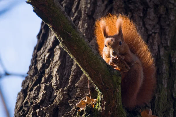 Червона білка - Sciurus vulgaris — стокове фото