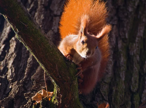 Красная белка - Sciurus vulgaris — стоковое фото