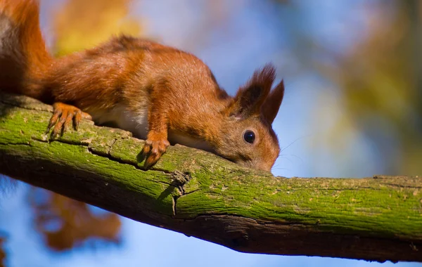 Rotes Eichhörnchen - sciurus vulgaris — Stockfoto