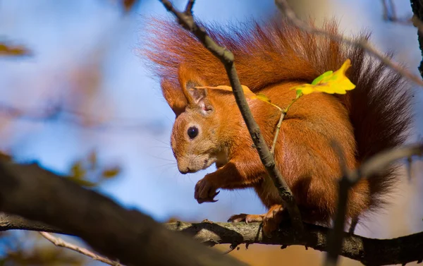 Красная белка - Sciurus vulgaris — стоковое фото