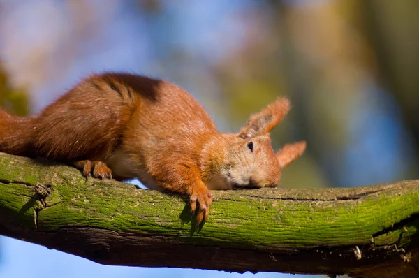 Rotes Eichhörnchen - sciurus vulgaris — Stockfoto