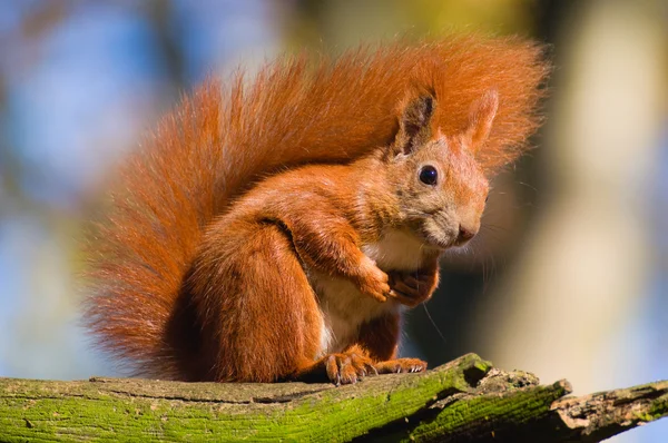 Red squirrel - Sciurus vulgaris — Stock Photo, Image