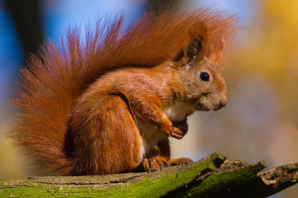 Esquilo vermelho - Sciurus vulgaris — Fotografia de Stock