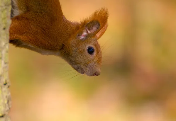 Esquilo vermelho - Sciurus vulgaris — Fotografia de Stock