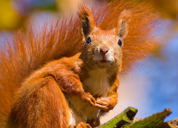 Rotes Eichhörnchen - sciurus vulgaris — Stockfoto