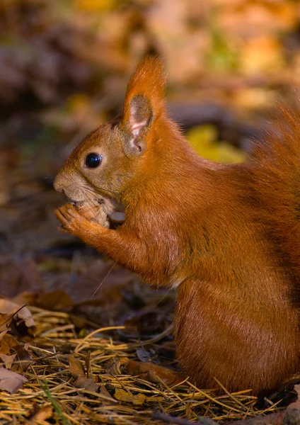 Красная белка - Sciurus vulgaris — стоковое фото