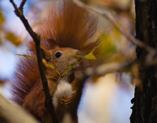 Красная белка - Sciurus vulgaris — стоковое фото