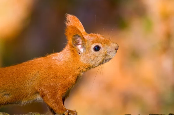 Красная белка - Sciurus vulgaris — стоковое фото