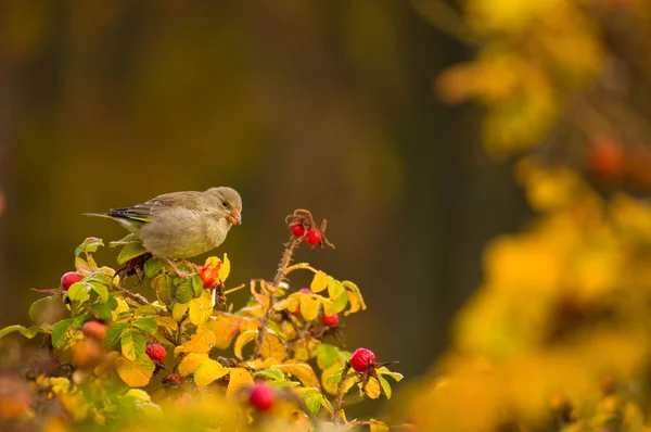 Greenfinch, linnet ordinario, Cloris chloris — Foto de Stock