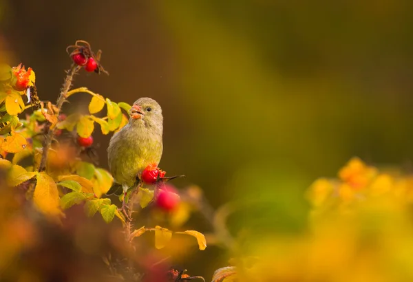 Greenfinch, linnet ordinário, cloro cloro — Fotografia de Stock