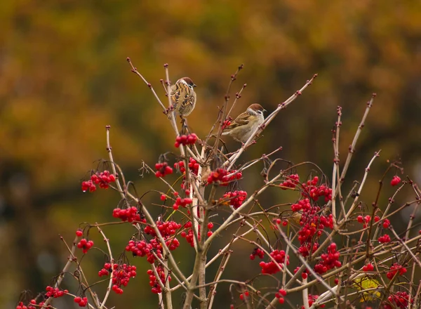 Sparrow — Stock Photo, Image