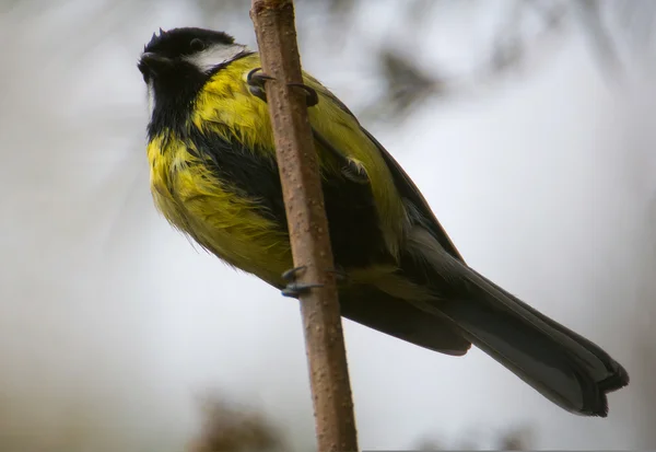 Тит - Parus major — стоковое фото