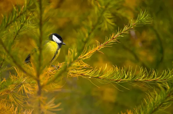 Sikora - parus major — Zdjęcie stockowe