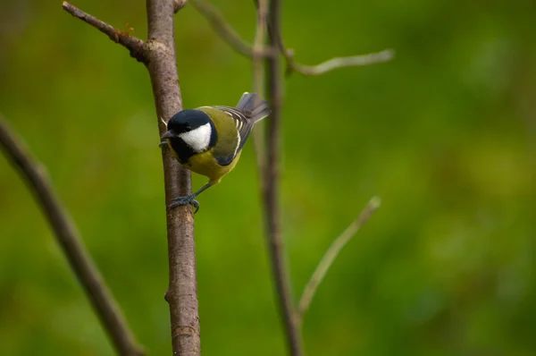 Tetas - parus mayor — Foto de Stock