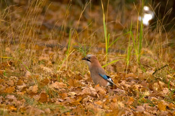 Garrulus glandarius - Jay — Stok fotoğraf