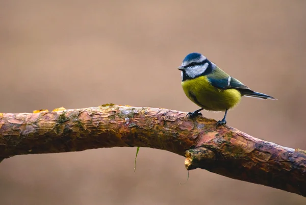 ortak Mavi baştankara, Mavi baştankara, Mavi baştankara memeli cyanistes