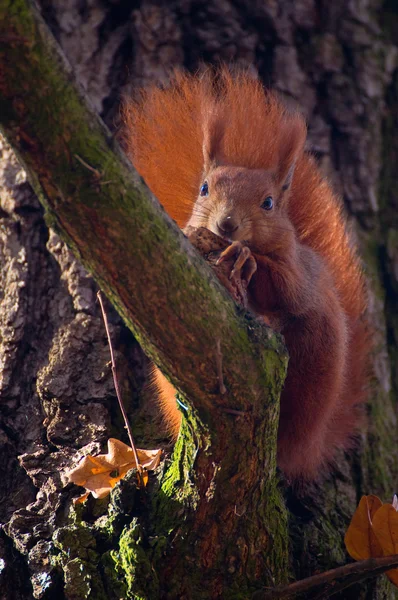 Rotes Eichhörnchen - sciurus vulgaris — Stockfoto