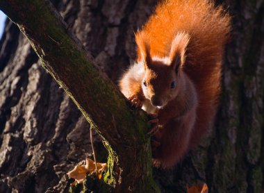 Kızıl sincap - sciurus vulgaris