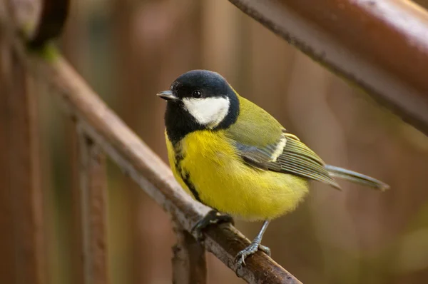 Chapim - real parus major — Fotografia de Stock