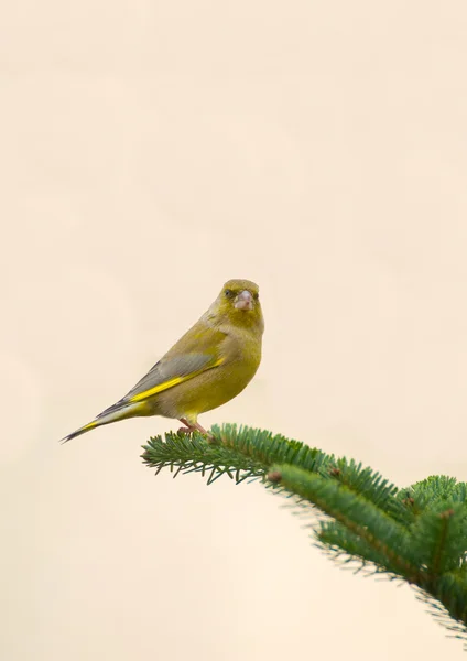 Fringuello verde, linnet ordinary, Cloris chloris — Foto Stock