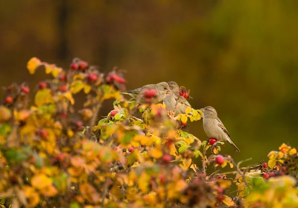 Greenfinch, linnet ordinario, Cloris chloris —  Fotos de Stock