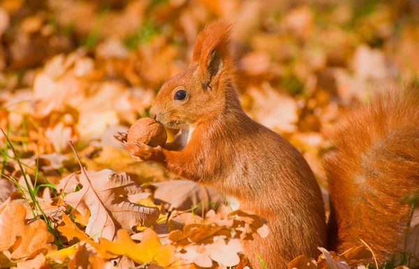 Rode eekhoorn - sciurus vulgaris — Stockfoto