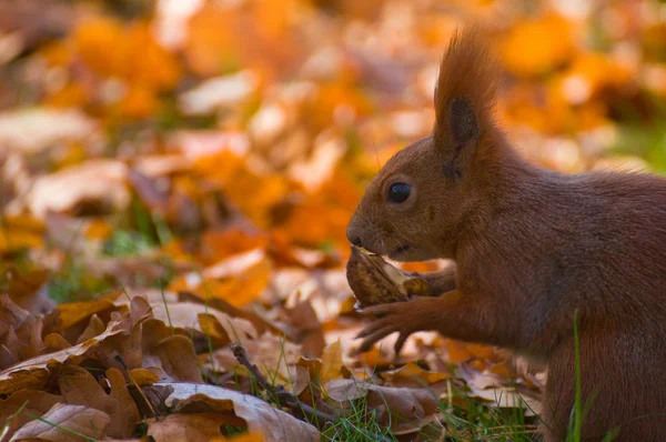 Rode eekhoorn - sciurus vulgaris — Stockfoto