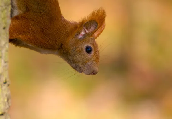 Scoiattolo rosso - Sciurus vulgaris — Foto Stock