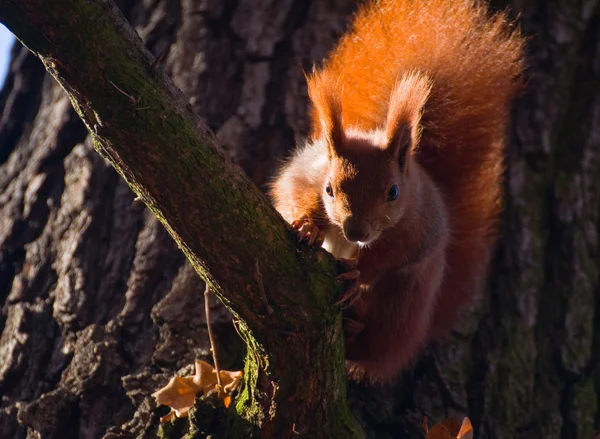 Red squirrel - Sciurus vulgaris Stock Image