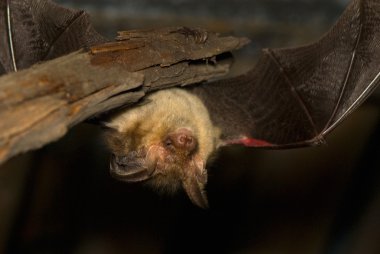 Plecotus auritus