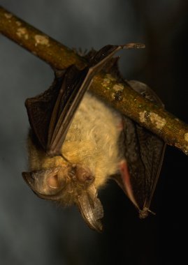 Plecotus auritus