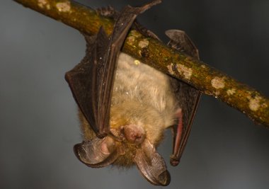 Plecotus auritus